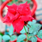 shafiyyatul.com