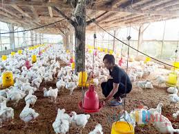 Ayam Potong Ilegal