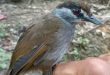 ‘Bangkitnya’ Burung Khas Kalimantan yang Dianggap Punah Hampir 2 Abad Lalu