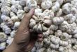 Impor Bawang Putih Tak Capai Target Hanya 14 Persen, Mengalami Kenaikan Harga