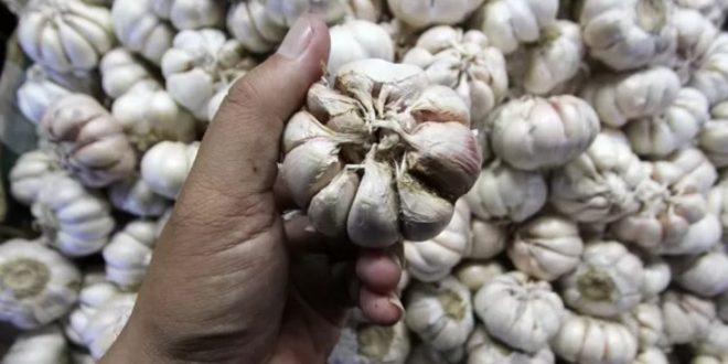 Impor Bawang Putih Tak Capai Target Hanya 14 Persen, Mengalami Kenaikan Harga