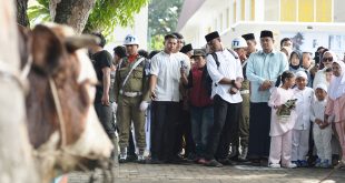 Bobby Nasution Sumbang 17 Sapi Kurban dengan Total Berat 11 Ton ke Masyarakat Secara Pribadi Tahun Ini